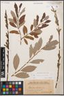 Foto von Salix caprea L. x Salix purpurea L.